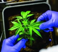 Juiz autoriza farmácia de manipulação a fabricar produtos de cannabis