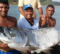 Peixe com mais de dois metros foi capturado por pescador no rio São Francisco