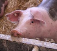 Não atirem suas pérolas aos porcos